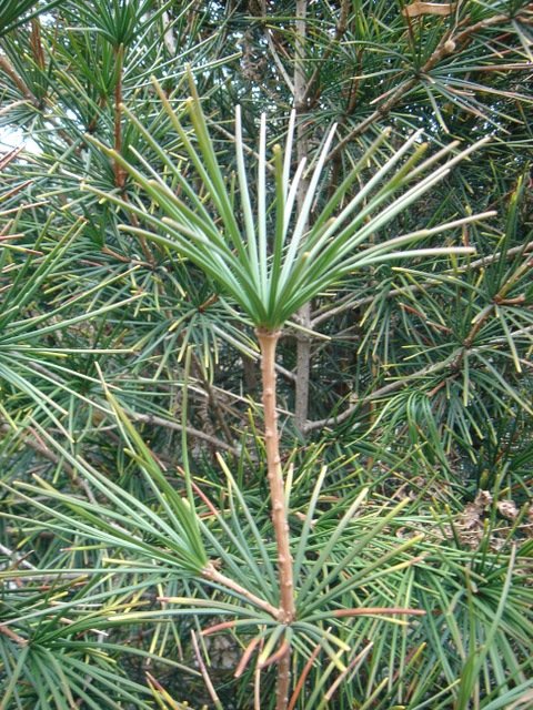 Sciadopitys verticillata (2)